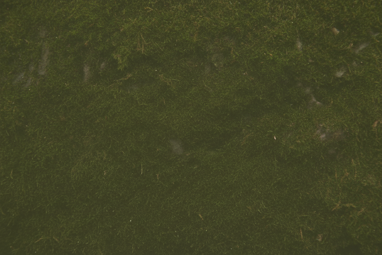 Deep Olive Dry Moss Texture